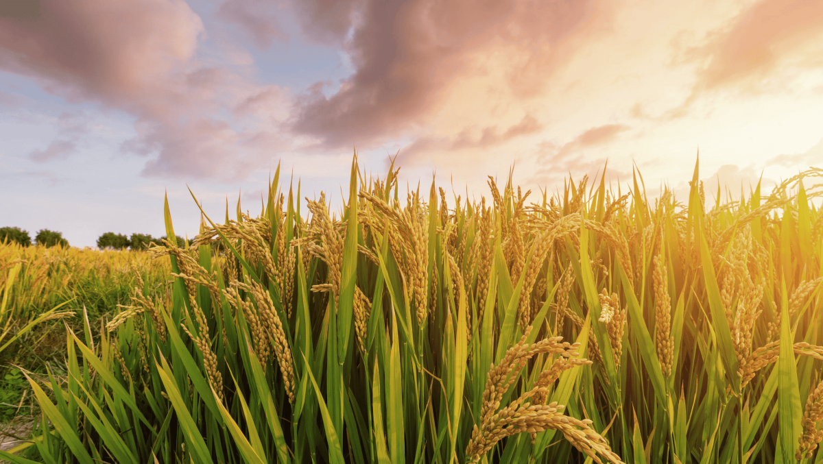 Jornada sobre Aplicaciones tecnológicas en la industria agroalimentaria