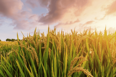 Jornada sobre Aplicaciones tecnológicas en la industria agroalimentaria